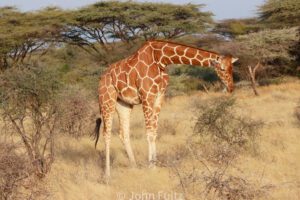 A giraffe standing in the grass near some trees.