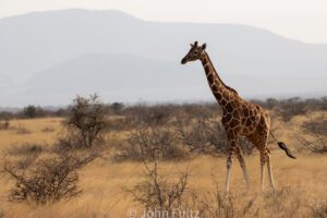 A giraffe walking through the grass in an open field.