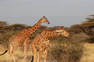 Two giraffes standing in a field near trees.