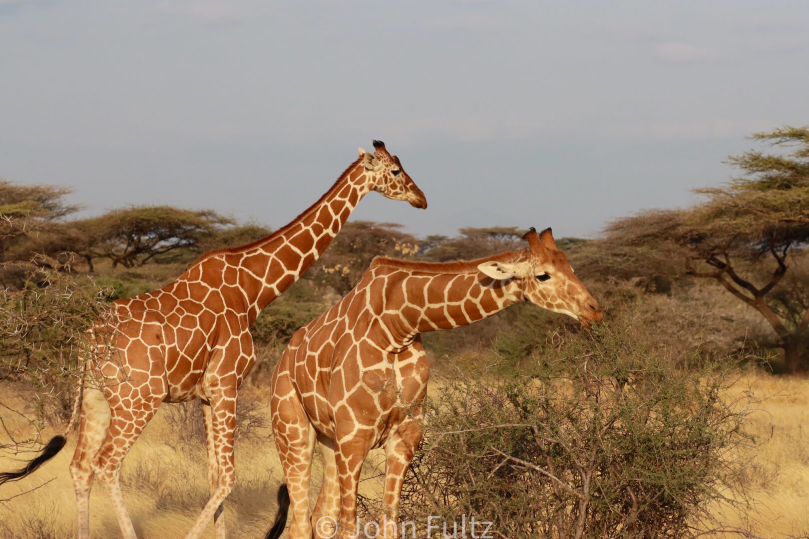 Giraffes – Kenya, Africa