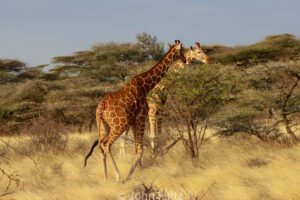 Two giraffes in a field with trees