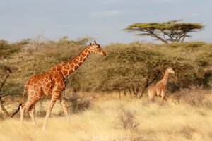 Two giraffes walking in the grass near trees.