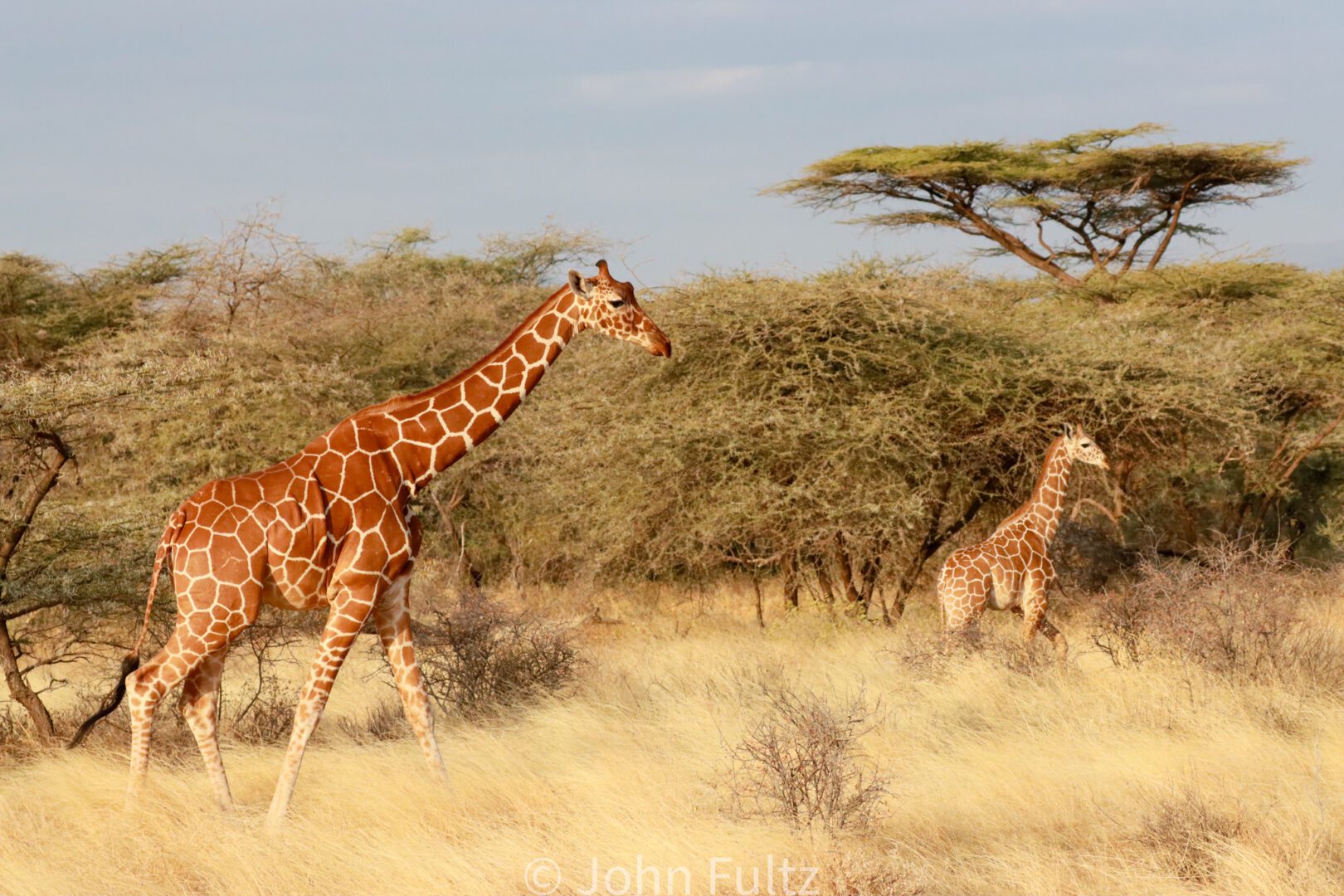 Giraffes – Kenya, Africa