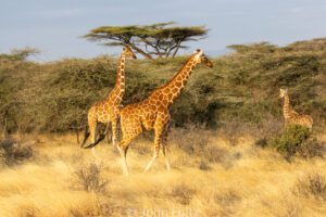 Two giraffes walking in the grass near a tree.