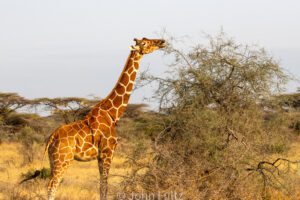 A giraffe standing in the middle of an open field.