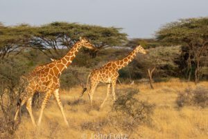 Two giraffes walking in a field with trees