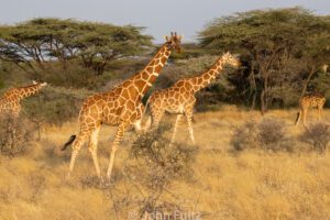 Two giraffes walking in a field with trees