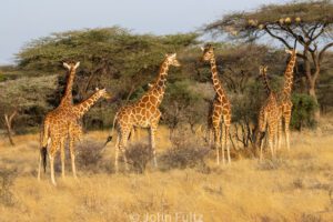 A herd of giraffes standing in the grass.