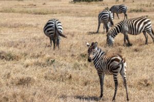 A herd of zebra grazing on dry grass.