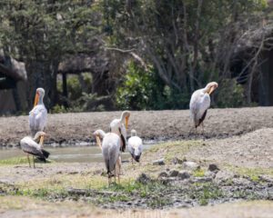 A group of birds standing on top of a dirt field.