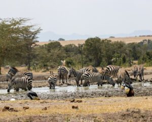 A herd of zebra standing on top of a dry grass field.