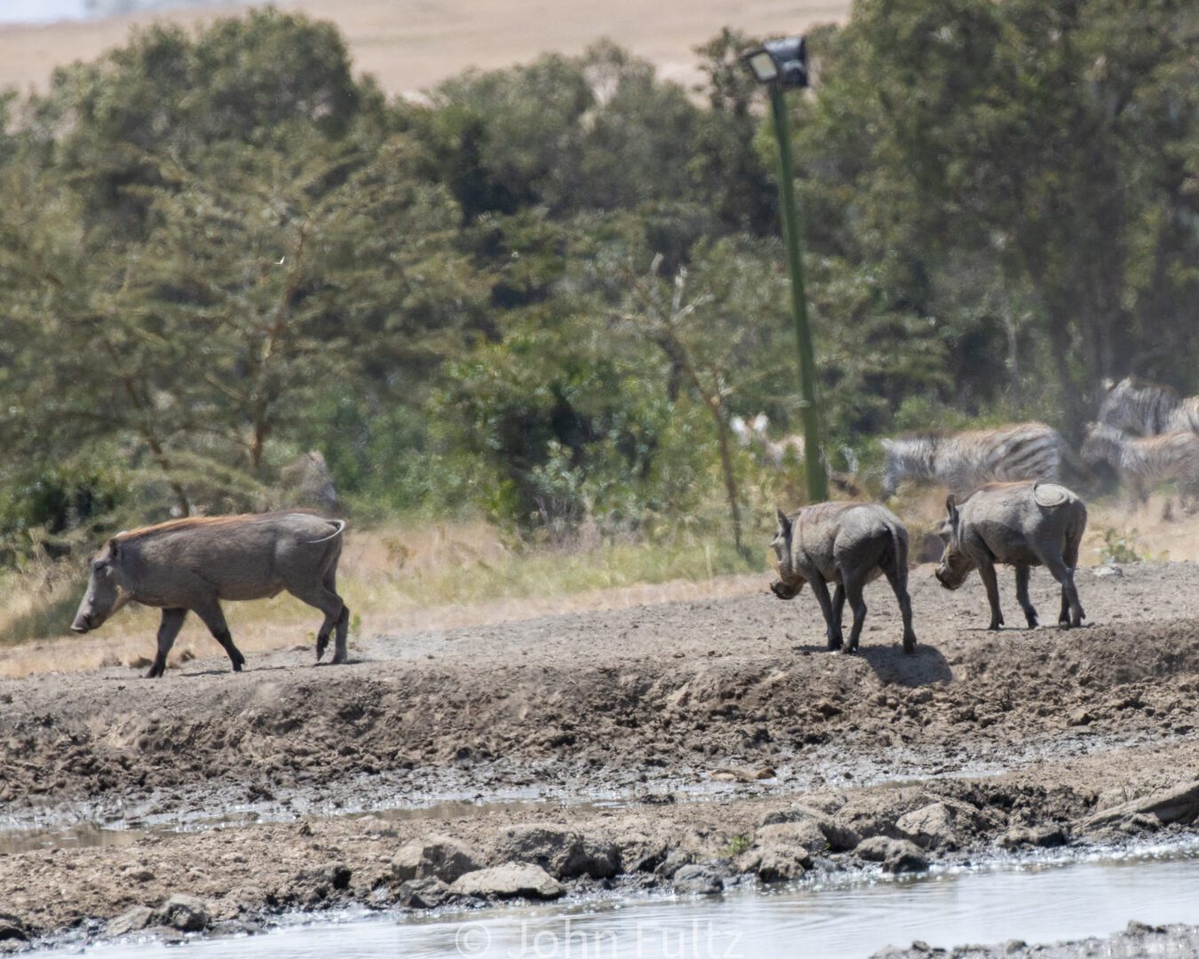 African Boar – Kenya, Africa