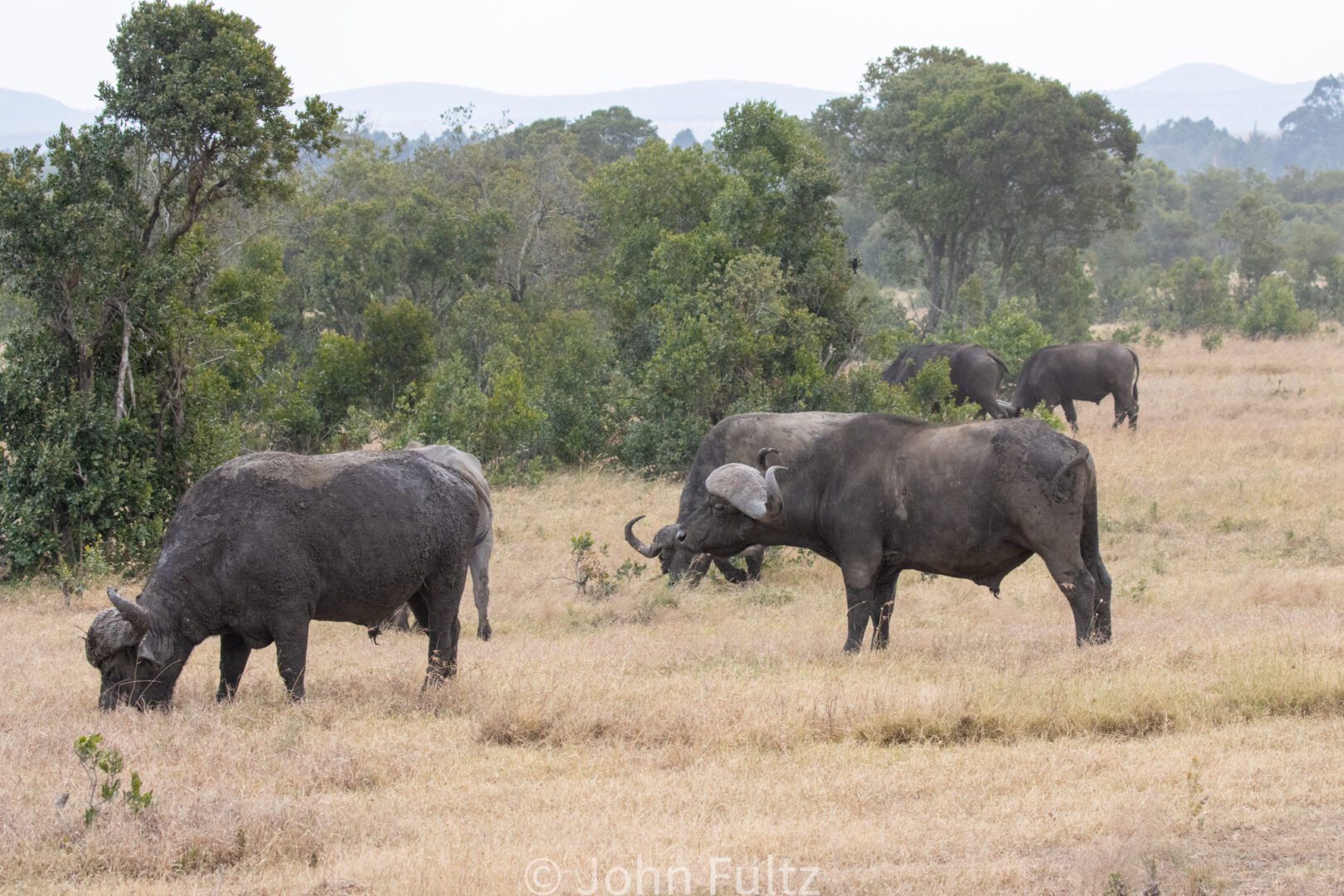 African Water Buffalo – Kenya, Africa