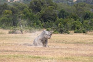 A rhino is sitting in the dirt on a field.