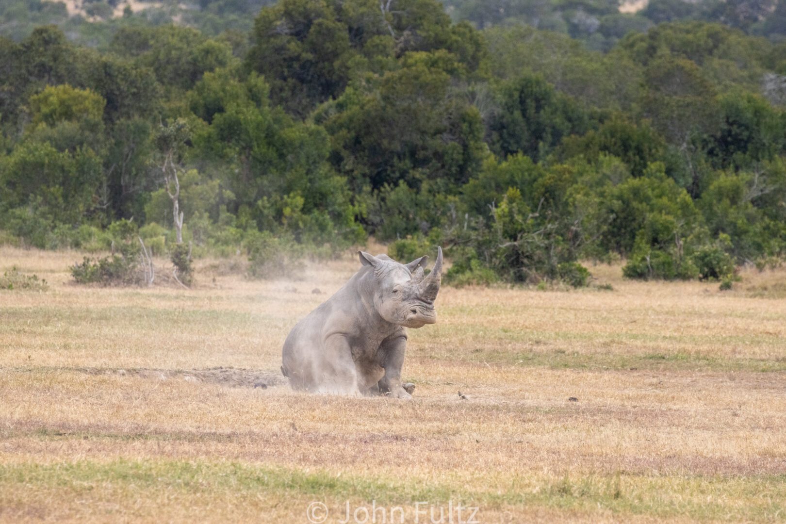 Rhinoceros Rolling in the Dirt – Kenya, Africa