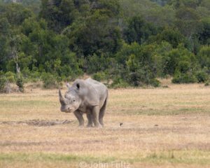 A rhino standing in the middle of an open field.