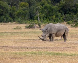 A rhino grazing in the middle of an open field.