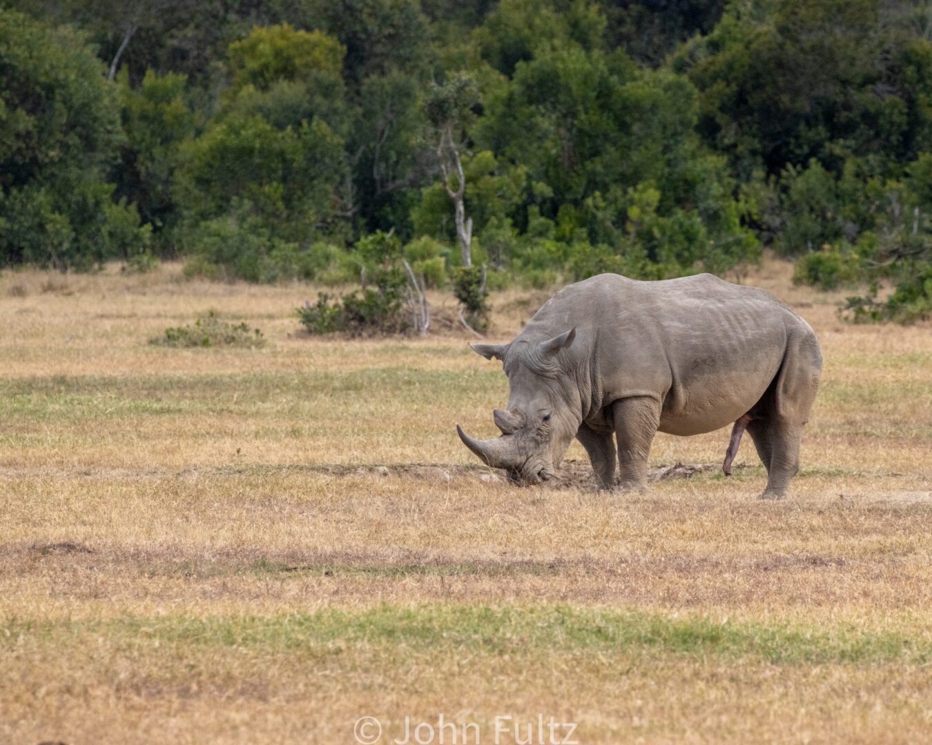 Rhinoceros Grazing in the Savanna – Kenya, Africa