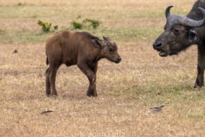 A cow and calf in the middle of an open field.