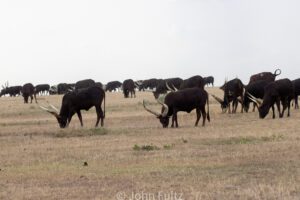 A herd of cattle grazing in an open field.