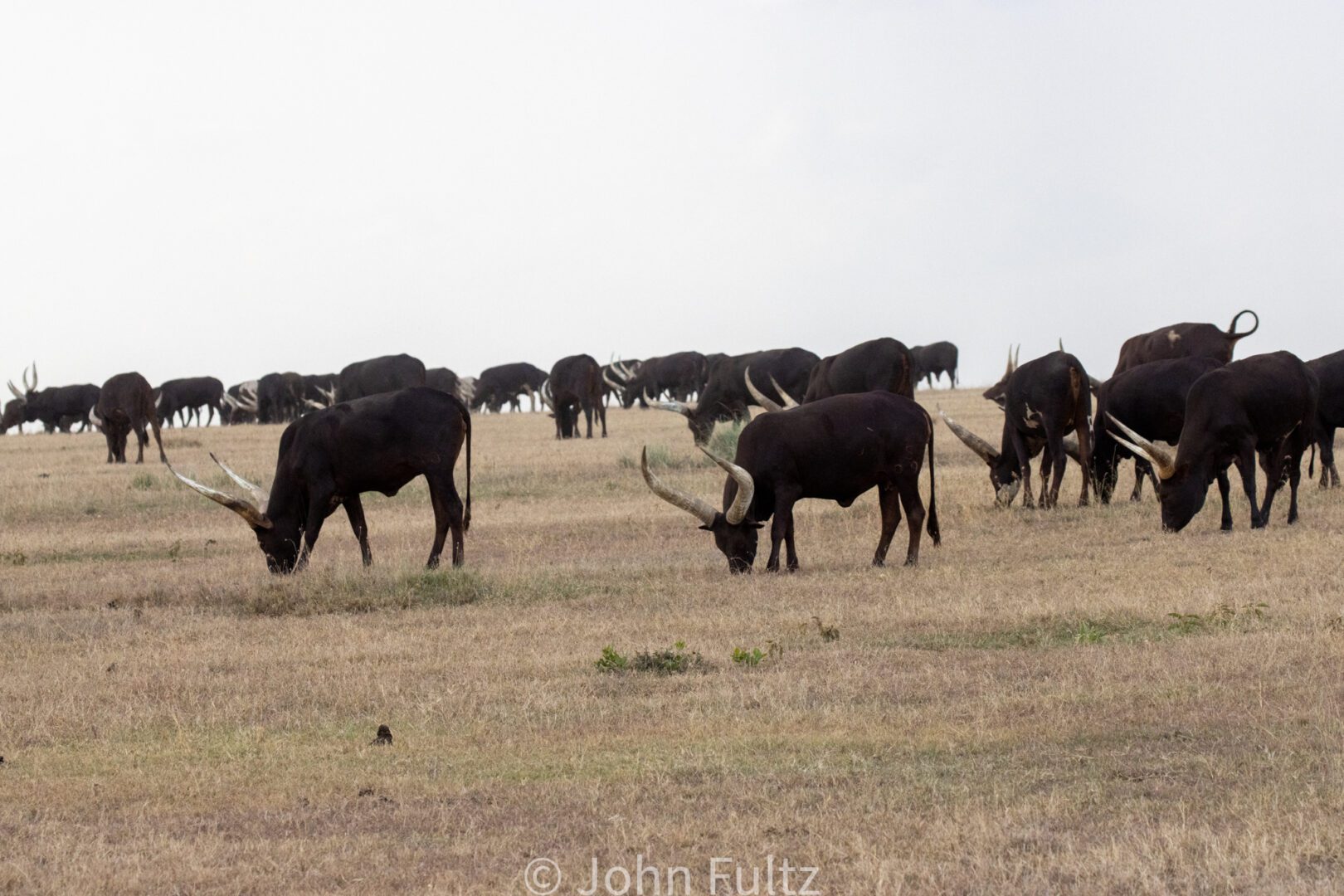 Longhorn Ankole Cows – Kenya, Africa