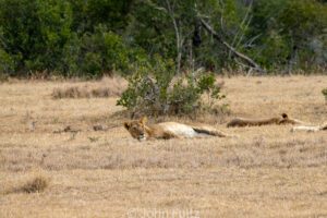 A couple of African Lions laying in the grass.