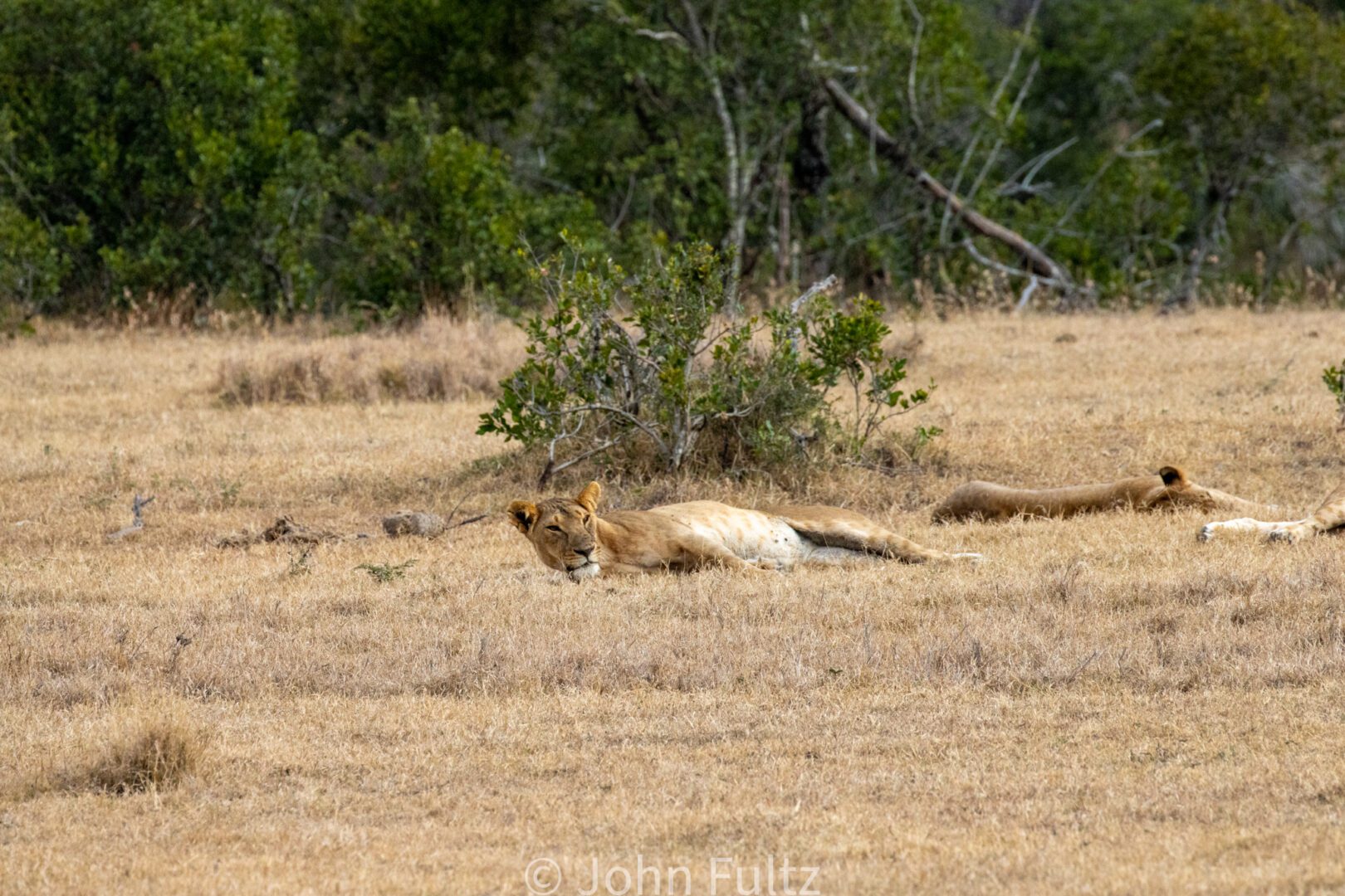 African Lions Laying in the Grass – Kenya, Africa