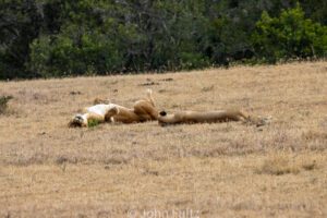 A couple of African Lions laying in the grass.