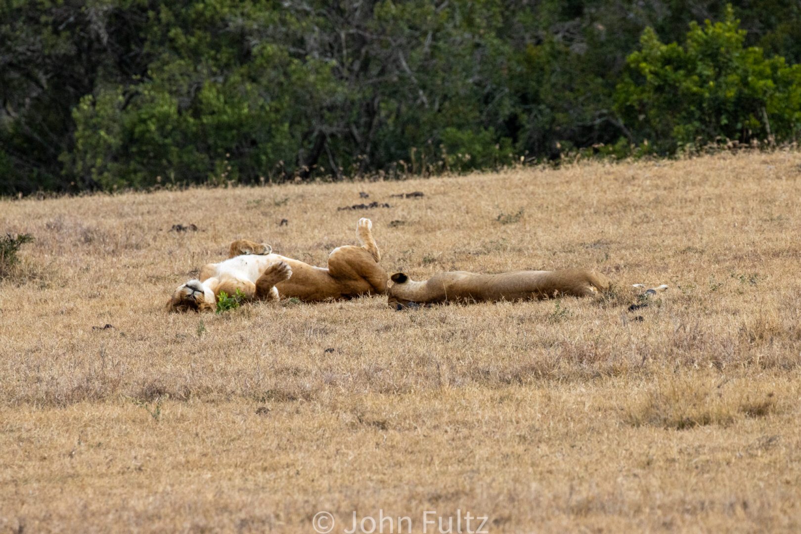 African Lions Laying in the Grass – Kenya, Africa