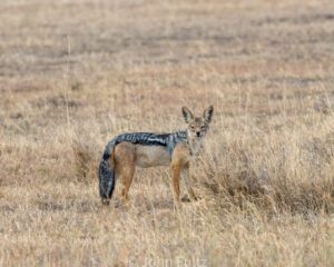 A wild animal standing in the middle of an open field.