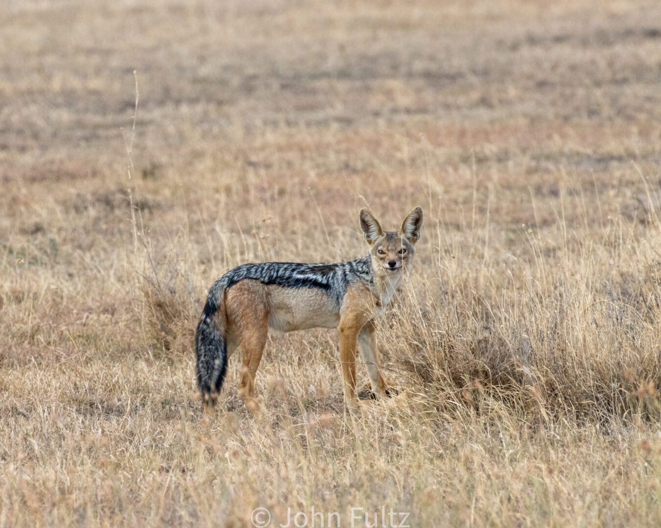 Black-Backed Jackal – Kenya, Africa