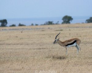 A gazelle standing in the savanna.