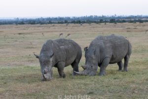 Two rhinos grazing in a field with other animals.