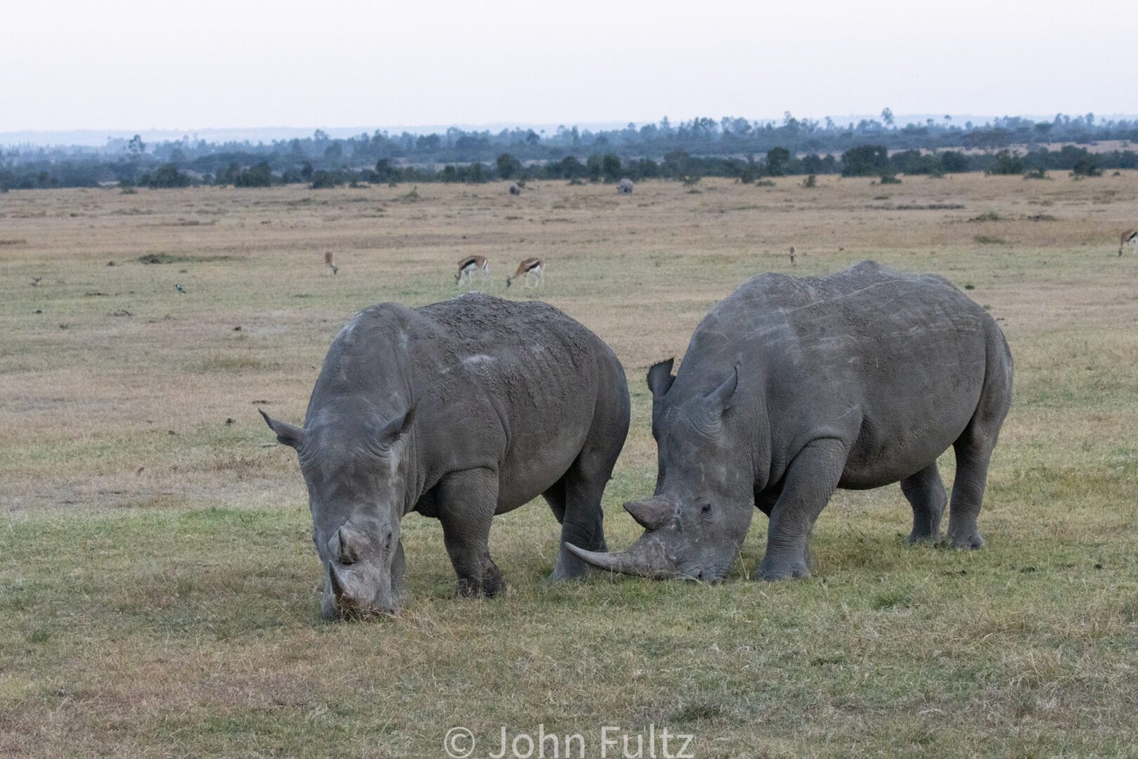 Rhinoceros on the Savanna – Kenya, Africa