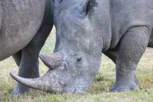 A close up of the head and face of a rhino.