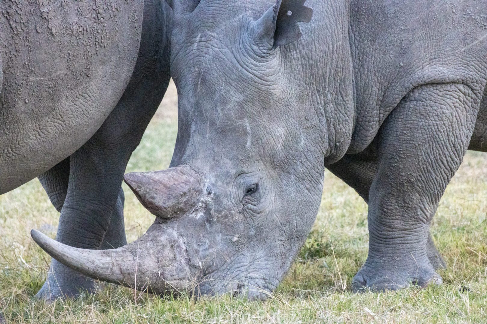 Closeup of Rhinoceros on the Savanna – Kenya, Africa