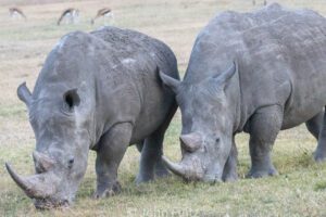 Two rhinos are grazing in a field with other animals.