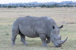 A rhino grazing in the open field with trees in the background.