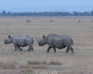 Two rhinos walking across a dry grass field.