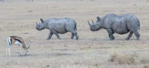 Two rhinos walking across a dry grass field.