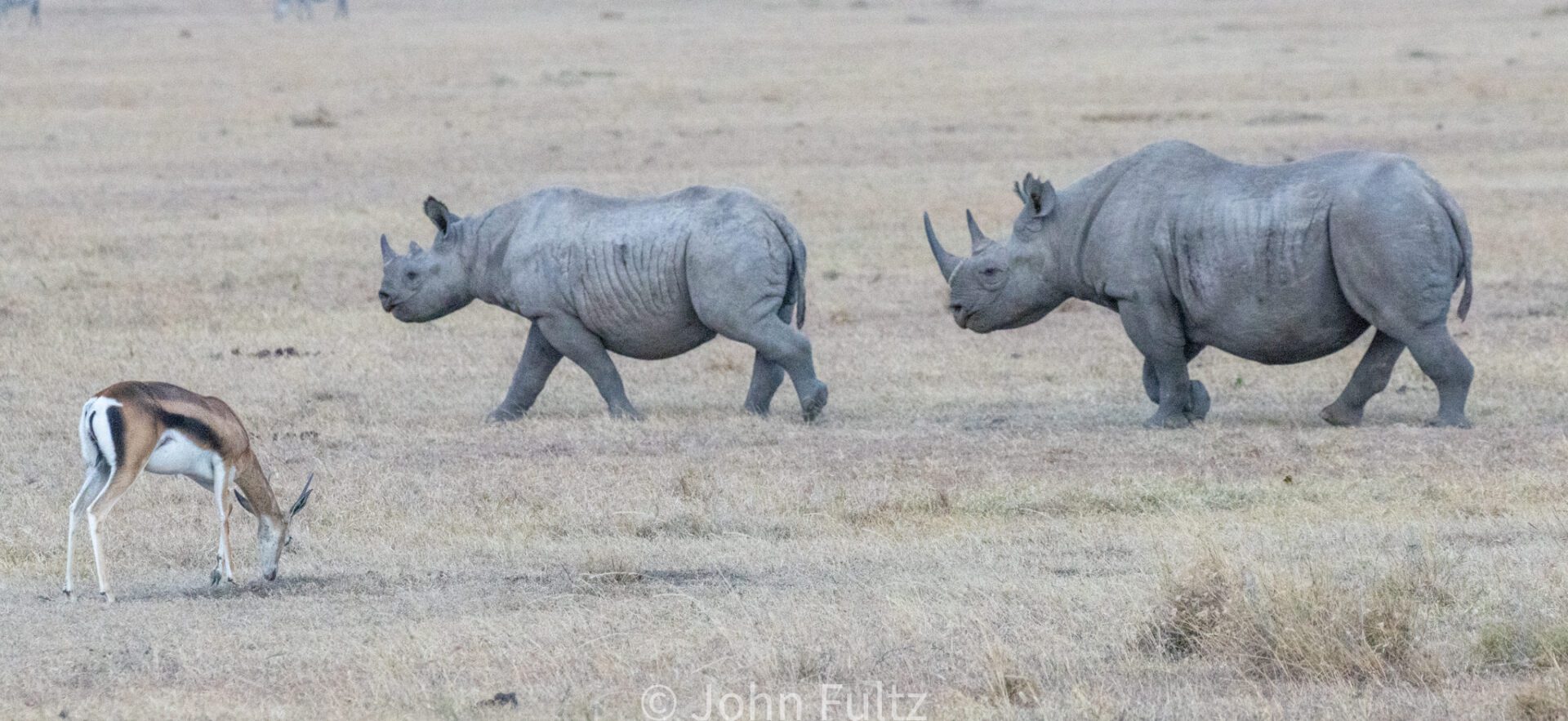 Rhinoceros on the Savanna – Kenya, Africa