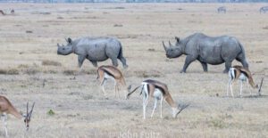 A group of animals walking across the grass.