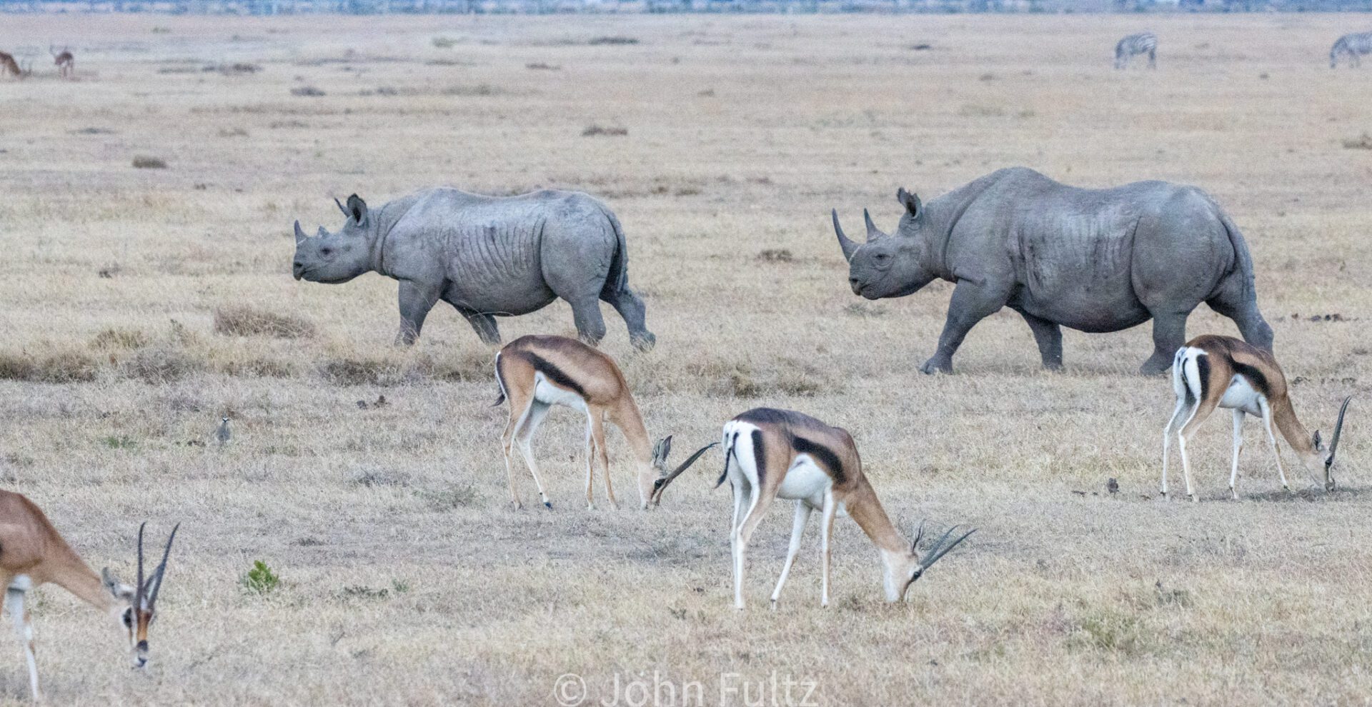 Rhinoceros on the Savanna – Kenya, Africa