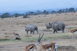 A herd of animals walking across a dry grass field.