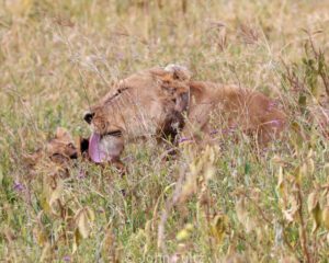 A lion laying in the grass with its head on another