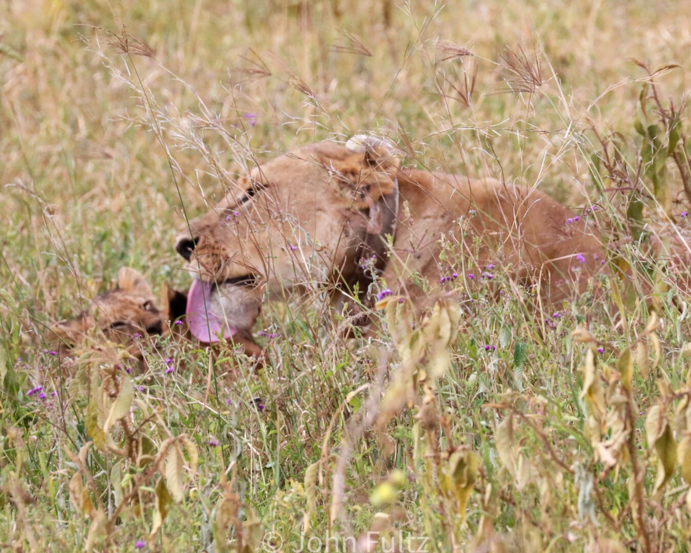 African Lioness and Cub in Tall Grass – Kenya, Africa