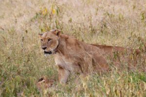 A lioness and her cub in the grass.