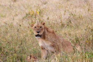 A lion is sitting in the grass looking at something.