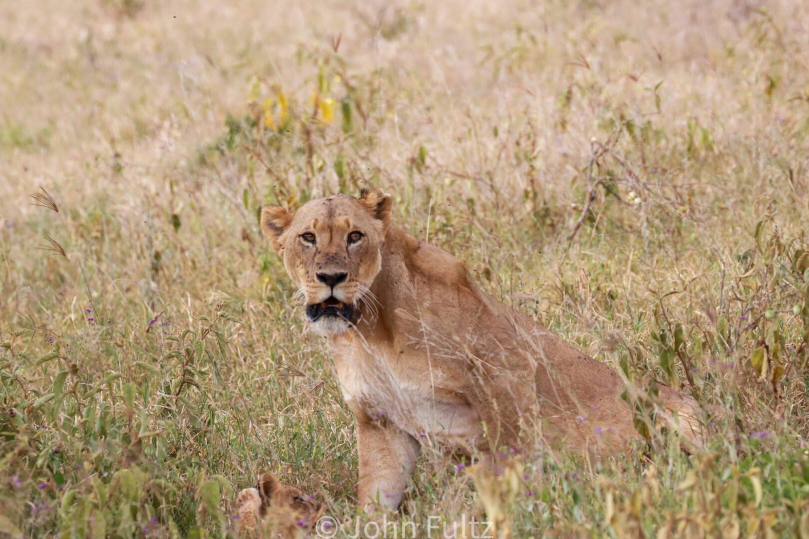 African Lioness and Cub in Tall Grass – Kenya, Africa