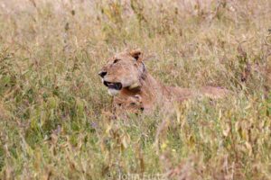 A lion laying in the grass looking at something.